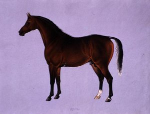 Oppidan, c.1840 (kağıt üzerine suluboya)