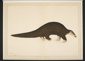 Ekle. Veya. 4667, Pangolin veya pullu karıncayiyen by Shaikh Zain ud Din (fl.1777 83)