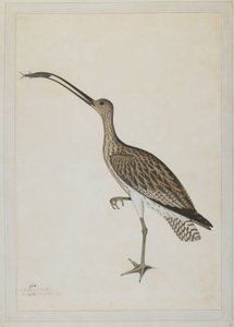 Bir Çamur Zıpkını Yiyen Doğu Körpe by Shaikh Zain ud Din (fl.1777 83)