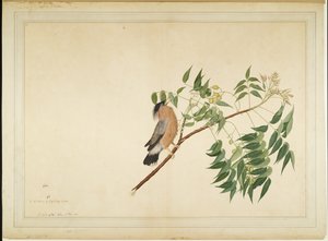 Neem Ağacı Dalı üzerinde Brahminy Starling, Lady Impey tarafından yaptırılan bir Seriden folyo, 1780
