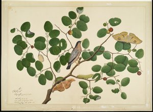 Hint Hünnap Ağacında İki Antheraea Güvesi, Tırtıl ve Koza ile Brahminy Starling, Lady Impey tarafından yaptırılan bir Seriden yaprak, 1777