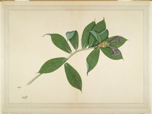 Krep Zencefil Fabrikası, Lady Impey tarafından sipariş edilen bir seriden folyo, c.1780
