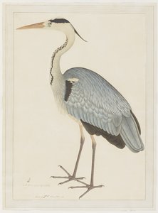 Gri Balıkçıl, Lady Impey tarafından yaptırılan bir Seriden yaprak, c.1780-82