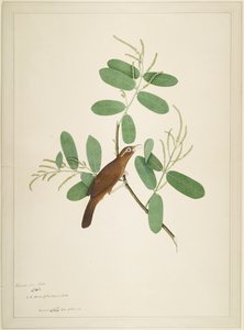Hwamei Terminalia Şubesi
