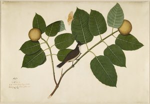 Kadamba Dalı üzerinde kırmızı bıyıklı Bulbul ve Aganais Ficus Moth, Lady Impey tarafından yaptırılan bir Seriden yaprak, 1777
