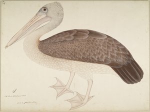 Spotbiled Pelikan, Lady Impey tarafından sipariş edilen bir seriden folyo, c.1780-82