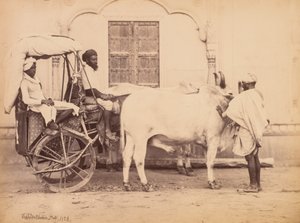 Bullock Arabası, Delhi