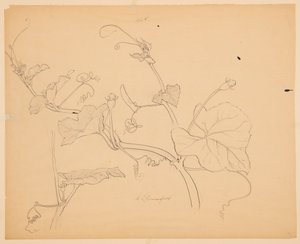Squash Vines Çalışması by Sophia L. Crownfield