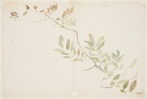Wisteria Yeşillik Çalışması by Sophia L. Crownfield