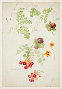 Maidenhair Fern, Trompet Asma ve Nasturtium Çalışması