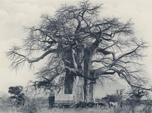 Bir Baobab Ağacı (s/b fotoğraf)