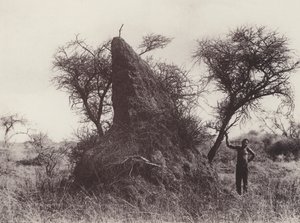 Bir Mamut Antheap (s/b fotoğraf) by South African Photographer