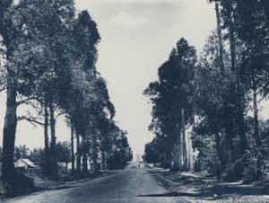 Mavi Sakız Ağaçları Bulvarı, Pretoria (s/b fotoğraf) by South African Photographer