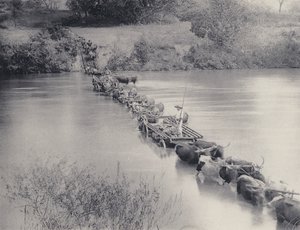 Nehirler Transvaal