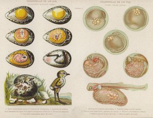 Yumurtalarından kuşların ve balıkların gelişimi (chromolitho) by Spanish School