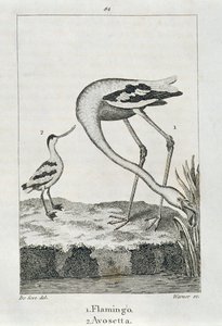 Flamingo and Avosetta, from A History of the Earth and Animated Nature, London 1816 (copper plate engraving) by Spanish School