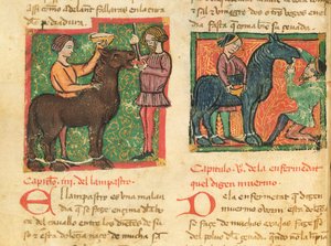 Ms 214 fol.26v Atta glossit tedavisi, Libro de Menescalcia y Albeyteria