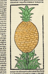 Ananas temsili. Gonzalo Fernandez de Oviedo (Gonzalo) veya Fernandez de veya Hernandez de Oviedo y Valdes (1478-1557) tarafından “Hintler, adalar ve okyanus denizinin anakarasının genel tarihi” kitabından gravür by Spanish School
