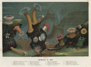 Deniz anemonları (chromolitho) by Spanish School