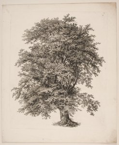 "Studier, Naturen med Hensyn til Landskabstegning af S.H. Petersen", nr. 2