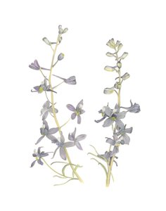Larkspur, 2018 (grafit kalem ve sulu boya) by Stacy Hsu