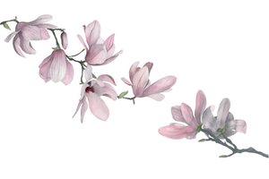 Manolya, 2015 (grafit kalem ve sulu boya) by Stacy Hsu