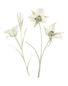 Mariposa Lily, 2018 (grafit kalem ve sulu boya) by Stacy Hsu