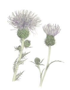 Thistle, 2018 (grafit kalem ve sulu boya)
