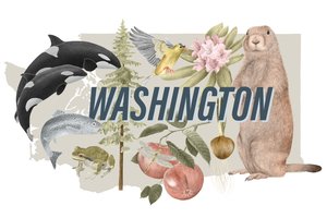 Washington Eyaleti Sembolleri, 2018 (grafit kalem ve dijital)