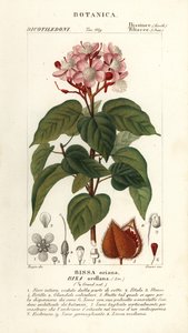 Achiote veya ruj ağacı, Bixa orellana by Stanghi Stanghi