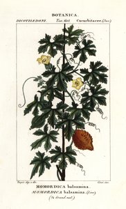 Afrika salatalığı, Momordica balsamina by Stanghi Stanghi