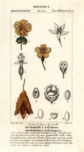 Afrika salatalığı, Momordica balsamina by Stanghi Stanghi