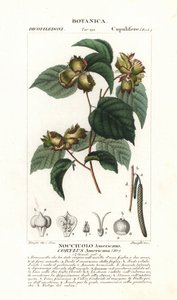 Amerikan fındığı, Corylus americana
