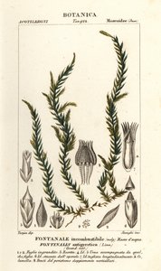 Ateş düşürücü fontinalis yosunu, Fontinalis antipyretica by Stanghi Stanghi