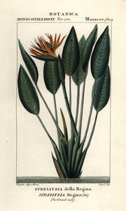 Cennet kuşu, Strelitzia kraliçesi by Stanghi Stanghi