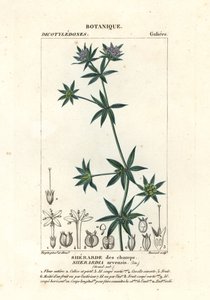 Mavi alan madder, Sherardia arvensis by Stanghi Stanghi