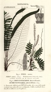 Kıl eğrelti otu, Trichomanes botryoides by Stanghi Stanghi