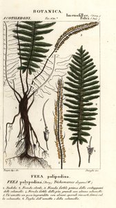 Kıl eğreltiotu, Trichomanes elegans by Stanghi Stanghi