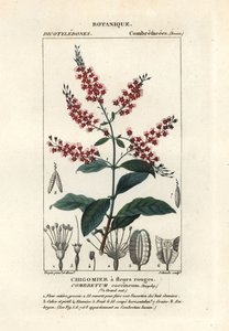 Çalı söğüt, Combretum koksineum by Stanghi Stanghi