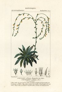 Kanyon sonsuza kadar yaşar,, Dudleya cymosa by Stanghi Stanghi