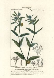 Kaba stinkweed, kaba battaniyeler by Stanghi Stanghi