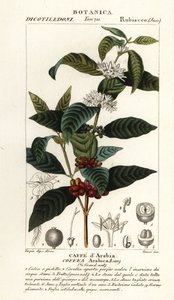Kahve, Coffea Arabica, Caffe d
