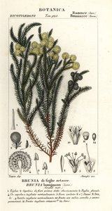Ortak pamuk çalı, Berzelia lanuginosa by Stanghi Stanghi