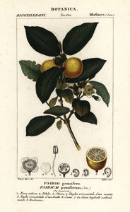 Yaygın guava, istilacı guajava by Stanghi Stanghi