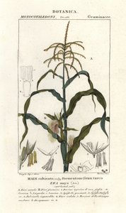 Mısır veya mısır, Zea mays by Stanghi Stanghi