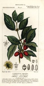 Kızılcık, Cornus mas