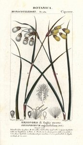 Pamuk otu veya saz, Eriophorum angustifolium by Stanghi Stanghi