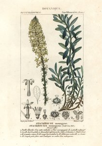 Kremalı mumlar, Stackhousia monogyna by Stanghi Stanghi