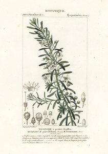Sürünen boobiilla, Myoporum parvifolium by Stanghi Stanghi