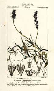 Kıvırcık mesquite, Hilaria cenchroides by Stanghi Stanghi